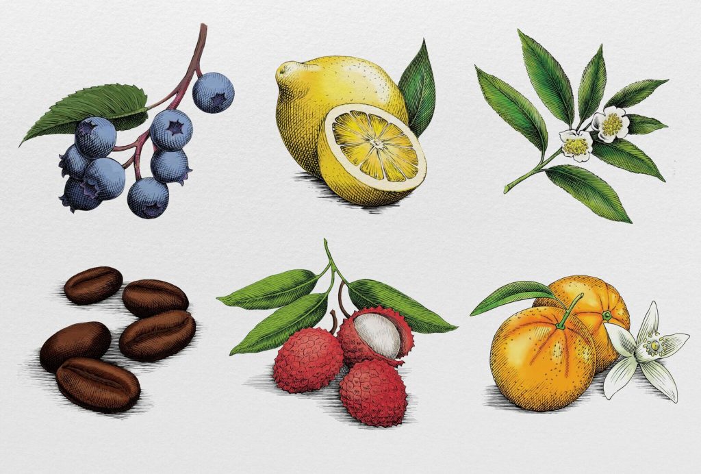 Onli Illustrations, Blueberries Lemons Flower Coffee Lychee Orange Blossom